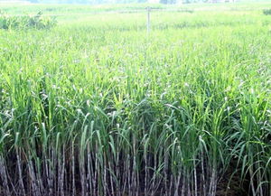 春甘蔗雖甘甜，鮮食莫大意——謹(jǐn)防霉變中毒