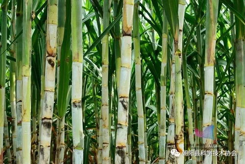 警惕 買到這樣的甘蔗趕緊扔,嚴(yán)重會(huì)致死 千萬別再吃了